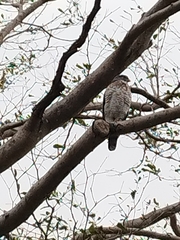 Accipiter virgatus
