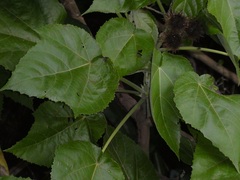 Entelea arborescens