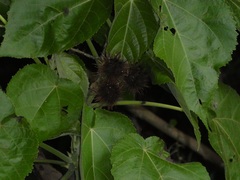 Entelea arborescens