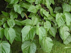 Entelea arborescens