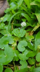 Hydrocotyle leucocephala
