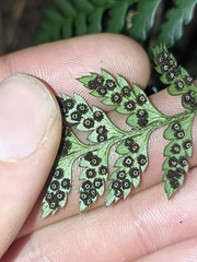 Polystichum oculatum