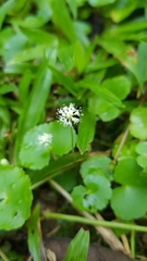 Hydrocotyle leucocephala