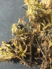 Sphagnum cuspidatum