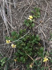 Goodenia rotundifolia