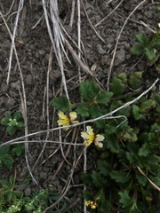 Goodenia rotundifolia