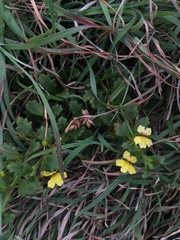 Goodenia rotundifolia