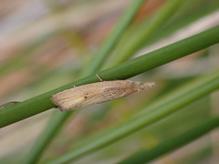 Bactra