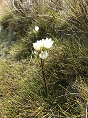 Gentianella bellidifolia