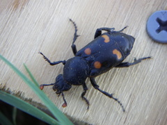 Nicrophorus carolina