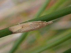 Bactra