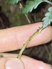 Polystichum oculatum