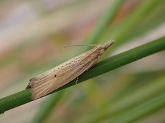 Bactra