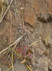 Adromischus triflorus