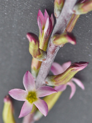 Adromischus triflorus