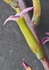 Adromischus triflorus
