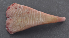 Adromischus triflorus