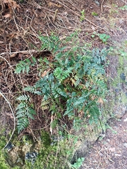 Polystichum oculatum