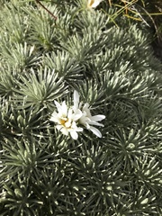 Celmisia sessiliflora