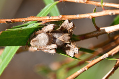 Hortophora