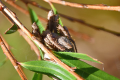 Hortophora