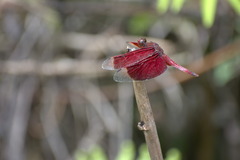 Neurothemis papuensis