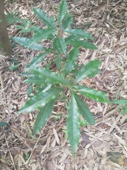 Helicia cochinchinensis