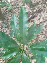 Helicia cochinchinensis