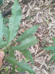 Helicia cochinchinensis