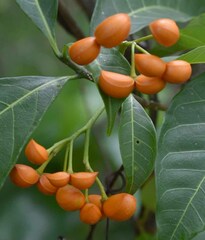 Tabernaemontana orientalis