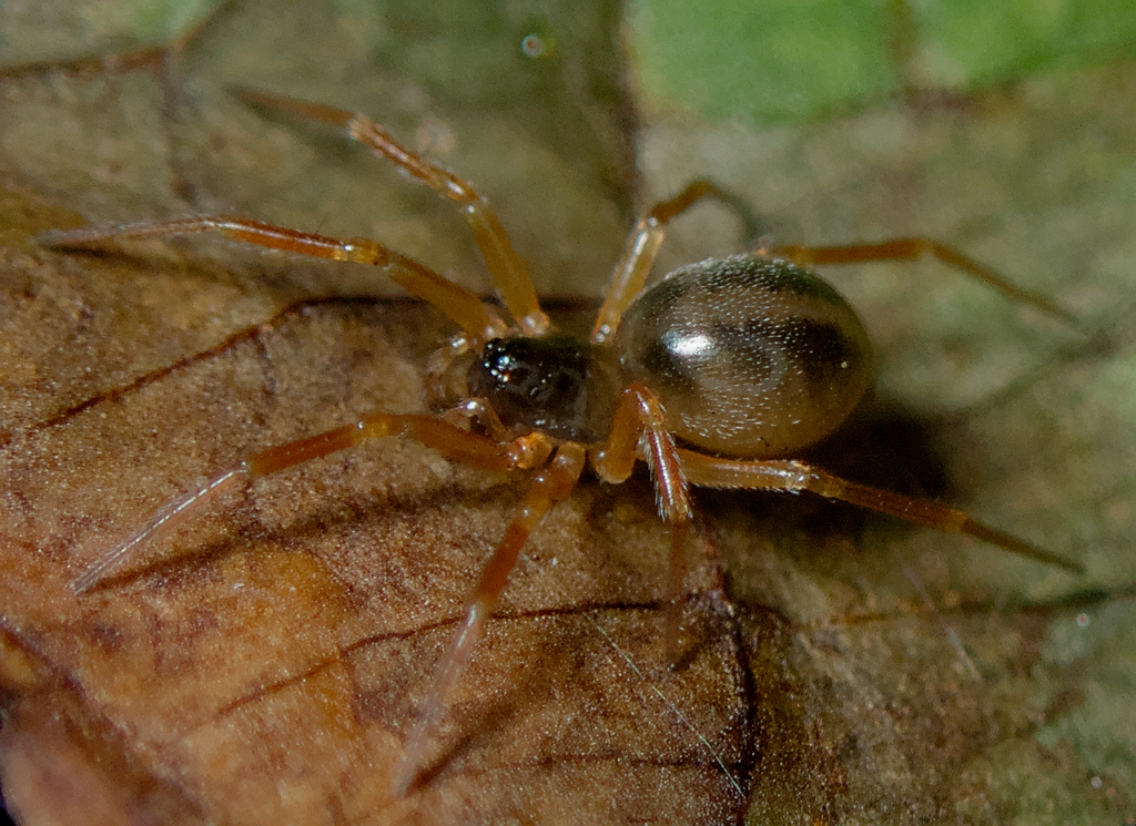 Gongylidium