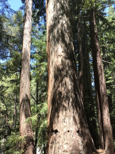 iNaturalist observation photo of coast redwood