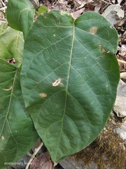 Jasminanthes mucronata