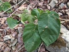 Jasminanthes mucronata