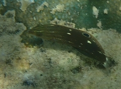 Halichoeres marginatus