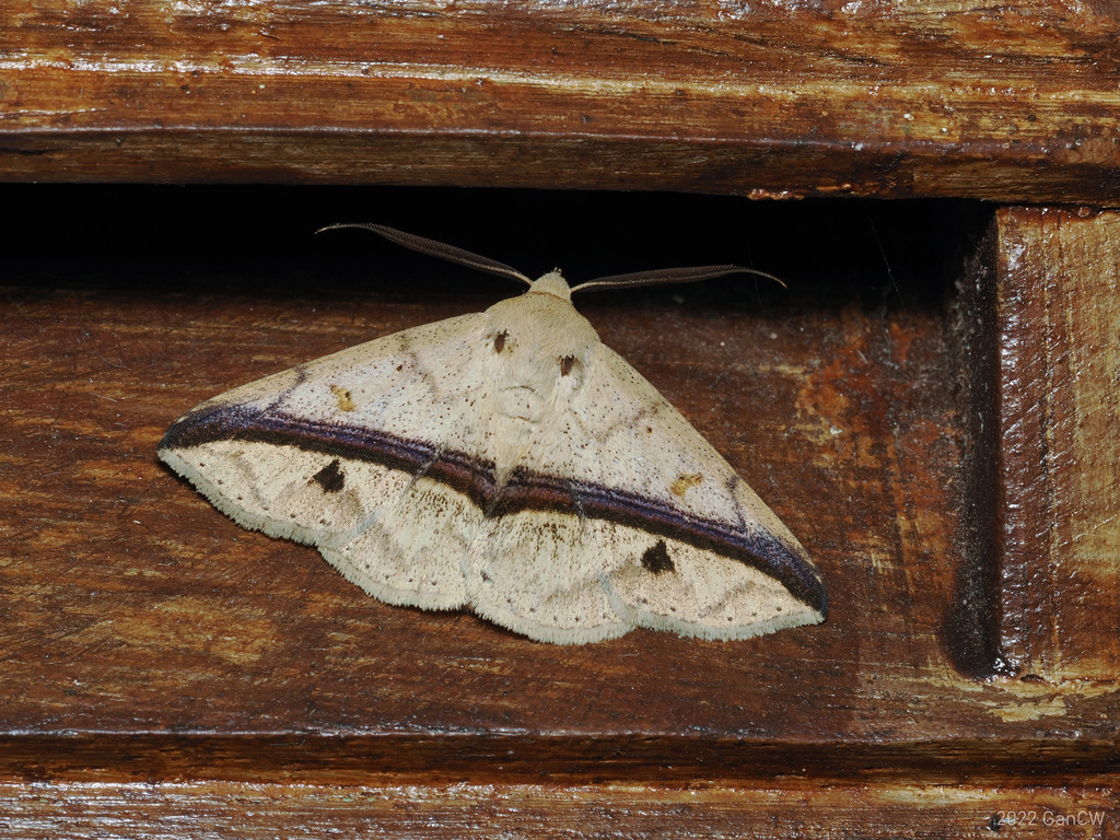 Ugia eugrapha (Ugia eugrapha)