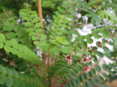 Phyllanthus pulcher