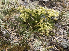 Aciphylla monroi