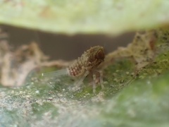 Danepteryx