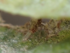 Danepteryx