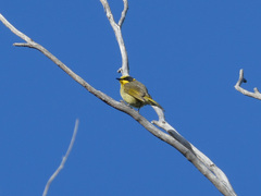 Lichenostomus melanops