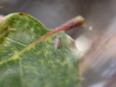 Danepteryx