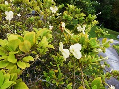 Brunfelsia americana