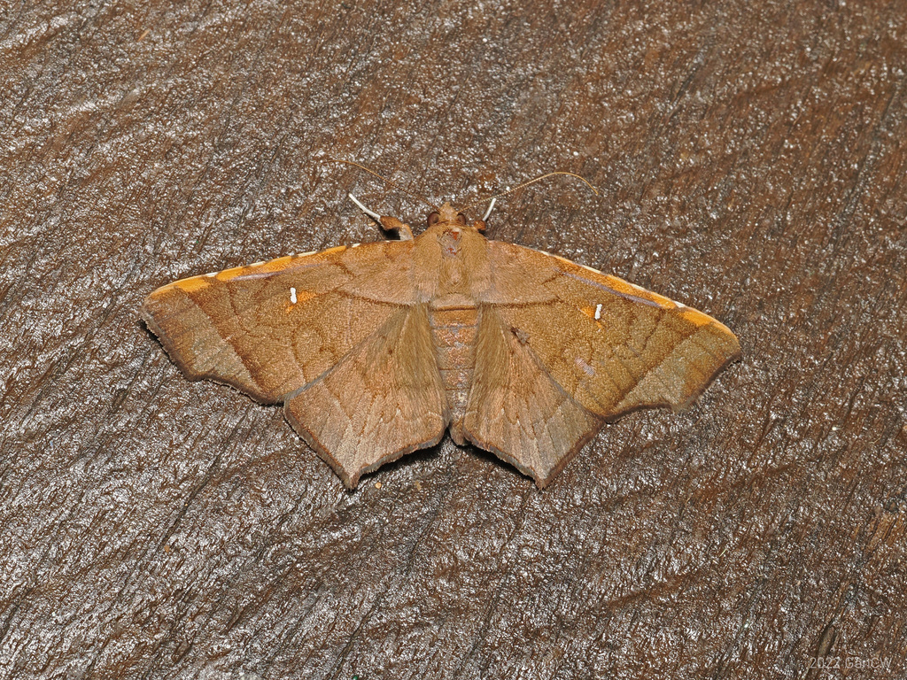Episparis costistriga (Episparis costistriga)