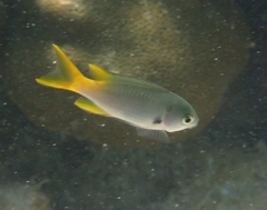 Neopomacentrus azysron