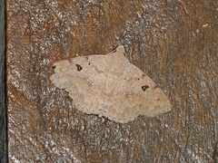 Ugia signifera