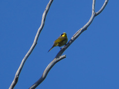 Lichenostomus melanops