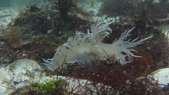 Dendronotus iris
