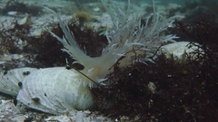Dendronotus iris