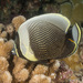Reticulate Butterflyfish - Photo (c) David R, some rights reserved (CC BY-NC)
